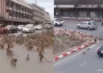Στρατός πιθήκων έκανε έφοδο σε πόλη στην Ταϊλάνδη: Βανδαλίζουν περιουσίες και κλέβουν φαγητά