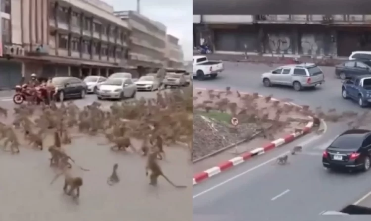 Στρατός πιθήκων έκανε έφοδο σε πόλη στην Ταϊλάνδη: Βανδαλίζουν περιουσίες και κλέβουν φαγητά