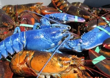 H πρόβα τζενεράλε, η διαχείριση, το τζακ ποτ και οι αστακοί