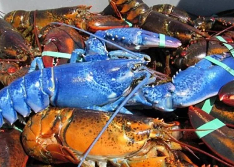 H πρόβα τζενεράλε, η διαχείριση, το τζακ ποτ και οι αστακοί