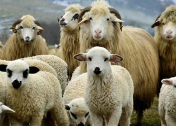 Ευλογιά προβάτων: Δεν επιτρέπονται οι μετακινήσεις αιγοπροβάτων προς σφαγή στη Θεσσαλία